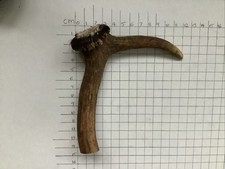 Deer antler walking for sale  BOGNOR REGIS