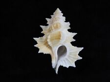 Sea Shell Biplex perca 66mm ID#7360 comprar usado  Enviando para Brazil