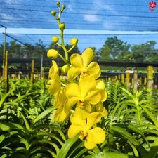 3 ramos amarelo Mokara ORQUIDÁCEAE cor amarela comprar usado  Enviando para Brazil