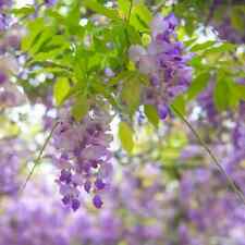 Bolusanthus speciosus glicine usato  Torino