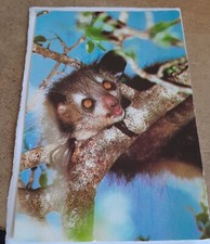 Cpsm lemurien madagascar d'occasion  Quetigny