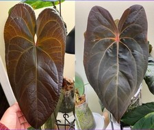 Anthurium prometheus red for sale  HASSOCKS