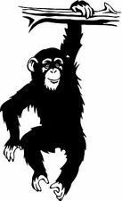 Chimp monkey chimpanzee for sale  Chatsworth