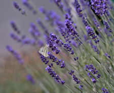 Lavendel 100 samen gebraucht kaufen  Bleialf