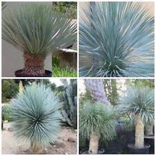 Semillas yucca rostrata usato  Nizza di Sicilia