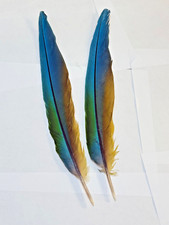 Gorgeous hybrid macaw for sale  Louisville