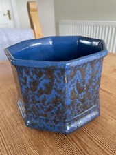 Blue maison plant for sale  CHELMSFORD