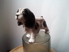 Japanese cocker spaniel for sale  TORQUAY