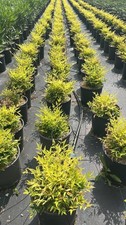 Nandina domestica lemon usato  Pontinia