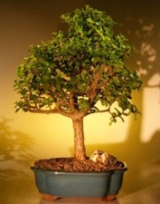 Baby jade bonsai for sale  Patchogue