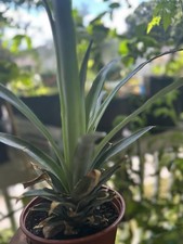 Pineapple plant sugar for sale  Dallas