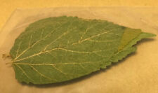 Foglie gelso biologiche usato  Leffe