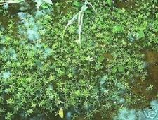 Wasserstern winterharte immerg gebraucht kaufen  Kaiserslautern