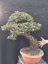 Bonsai quercus ilex usato  Montevarchi