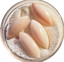 Koralle echte rosa gebraucht kaufen Koralle echte rosa gebraucht kaufen  Bielefeld