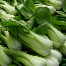 Bok choy seeds for sale  Hallandale