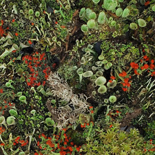 Live lichen assortment for sale  Mount Vernon