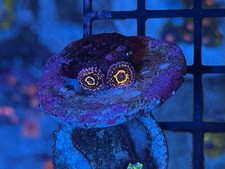 Stratosphere zoanthids zoa for sale  Staten Island
