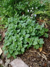 Lot fresh harvested for sale  Seneca