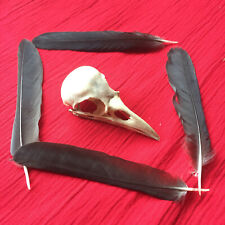 Genuine crow skull for sale  ALCESTER