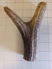Red deer stag for sale  REDCAR
