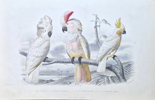 Perroquet cacatoes edouard d'occasion  Asnières-sur-Seine