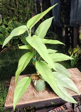 Epipremnum pinnatum cebu for sale  Hollywood
