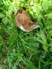 Celedon fresh quail for sale  WIRRAL
