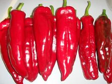 30 sementes de pimenta marconi vermelha doce orgânica e herança - ótimo para cultivo em recipiente, usado comprar usado  Enviando para Brazil