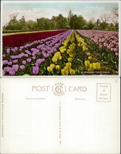 Fenland tulip field for sale  MANCHESTER
