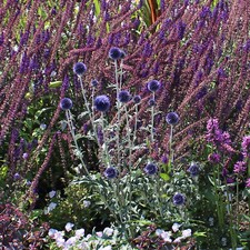 Kugeldistel echinops pflanze gebraucht kaufen  Mönchengladbach