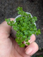 Mind business plants for sale  LONDONDERRY