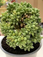 Pachyphytum compactum rooted for sale  WELLING