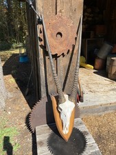 african mounts for sale african mounts for sale Naples