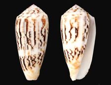 Conus magus. mm. d'occasion  Sète