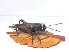 Vintage bugs nature for sale  PLYMOUTH