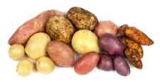 Patate seme mini usato  Roma