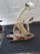 taxidermy snake for sale  CLEETHORPES