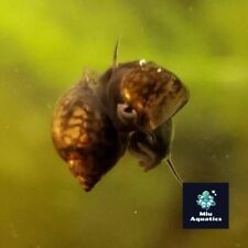 Aquatic bladder snail for sale  BELVEDERE