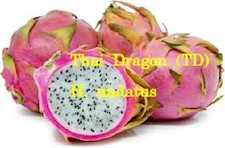 Dragon fruit cuttings for sale  Gainesville