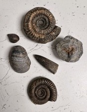 British fossils piece for sale  WALLASEY