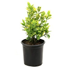 2.5 qt. euonymus for sale  Gloucester Point