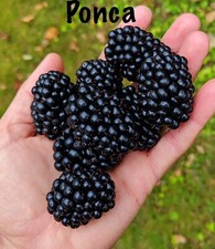 Thornless blackberry rubus for sale  Fresno