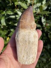 Mosasaur root morocco for sale  AXMINSTER