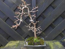 outdoor bonsai trees for sale  CANNOCK