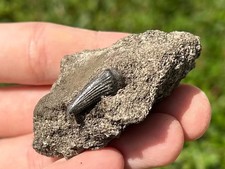 Raro fóssil dente de mosassauro em matriz formação El Koubbat Marrocos dente de dinossauro comprar usado  Enviando para Brazil