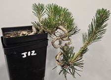 bonsai pine tree for sale bonsai pine tree for sale Philadelphia