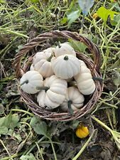 Graines courge babyboo d'occasion  Revigny-sur-Ornain