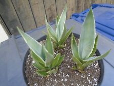 Agave angustifolia cactus for sale  Valley Center