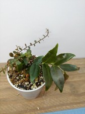 Marcgravia sp. azreal for sale  Lexington